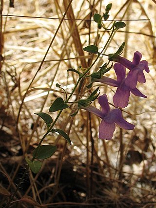 <i>Sairocarpus vexillocalyculatus</i> Species of flowering plant