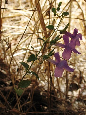 Sairocarpus vexillocalyculatus