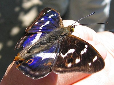 Foto van een Grote weerschijnvlinder