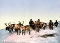 Image 12 Reindeer Image credit: Detroit Publishing Co. A late nineteenth-century photochrom of a reindeer sled, Arkhangelsk, Russia. Reindeer have been herded for centuries by several Arctic and Subarctic people including the Sami and the Nenets. They are raised for their meat, hides, antlers and, to a lesser extent, for milk and transportation. More selected pictures