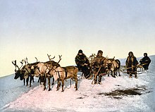 A team pulling a sled near Arkhangelsk, Russia, late 19th-century photochrom Archangel reindeer3.jpg