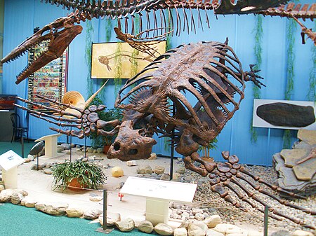 Archelon ischyros.jpg