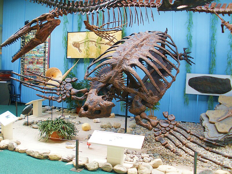 File:Archelon ischyros.jpg