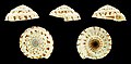 Cinco vistas da concha de Architectonica gualtierii Bieler, 1993[9]; espécime das Filipinas.
