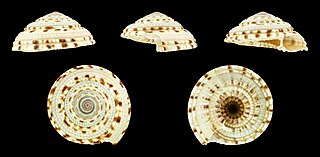 <i>Architectonica gualtierii</i> Species of gastropod