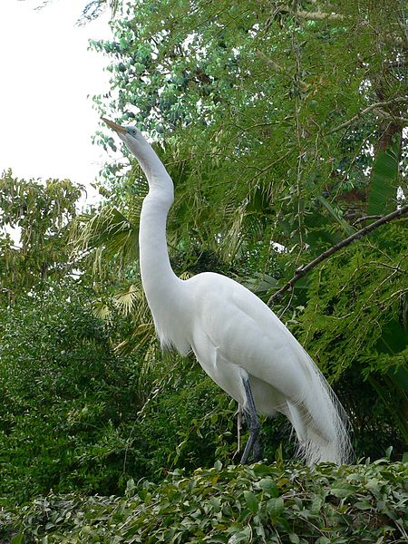 File:Ardea alba2.jpg