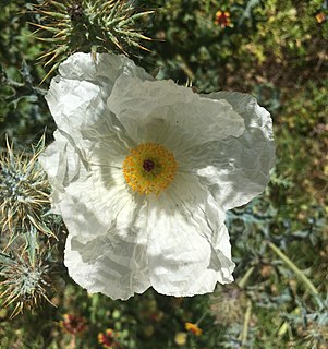 <i>Argemone albiflora</i> Species of poppy