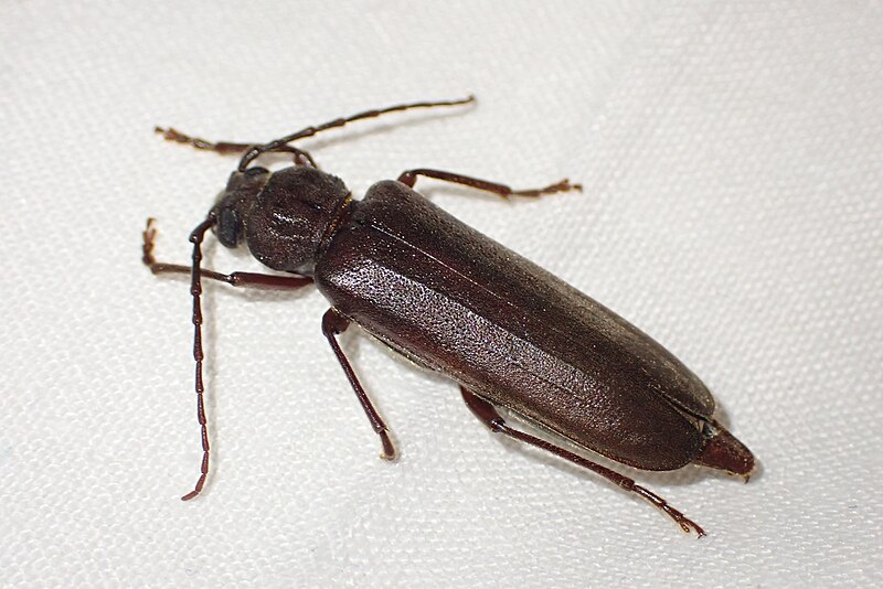 File:Arhopalus rusticus.5.jpg