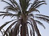 ArichtiPalmTree.JPG