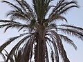 Palmtree