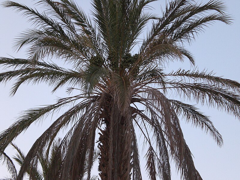 File:ArichtiPalmTree.JPG