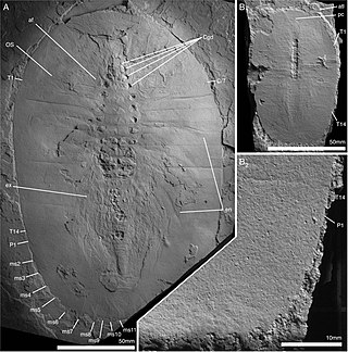 <i>Arthroaspis</i> Extinct genus of arthropods