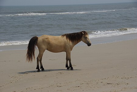 Tập_tin:Assateague_Pony.jpg