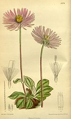 Category:Curtis's Botanical Magazine, Volume 139 - Wikimedia Commons