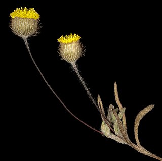 <i>Asteridea athrixioides</i> Species of flowering plant