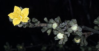 <i>Asterolasia phebalioides</i> Species of flowering plant