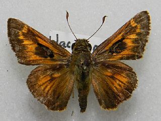 <i>Atalopedes mesogramma</i> Species of butterfly