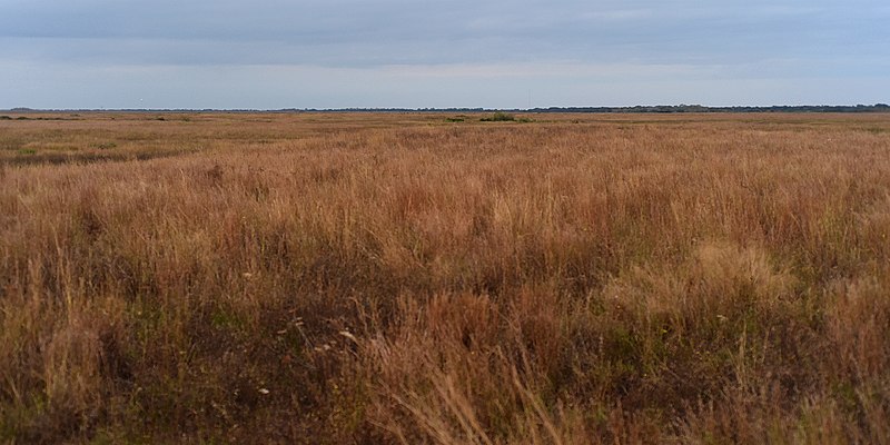 File:Attwater Prairie Chicken National Wildlife Refuge, Colorado County, Texas, USA (11 November 2017).jpg