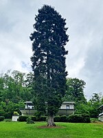 Sapindusfichte, Orientalische Fichte (Picea orientalis)