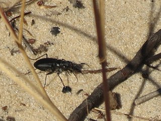 <i>Cicindela nigrior</i> Species of beetle