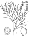 Britton & Brown, Illustrated Flora, Second Edition, Fig. 206. Potamogeton pectinatus.