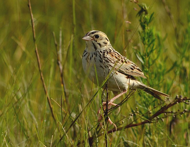 File:Baird's Sparrow (25865756586) (cropped).jpg