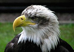 Bald.eagle.closeup.arp-sh.750pix.jpg