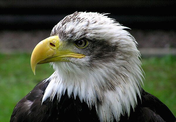 Portrait of a subadult bald eagle, showing its strongly hooked beak and the cere covering the base of the beak.