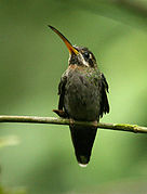 Band-tailed Barbthroat (Threnetes ruckeri).jpg