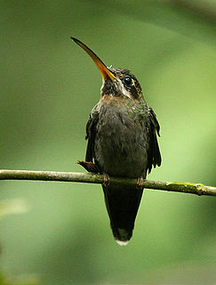 Band-tailed barbthroat Species of bird