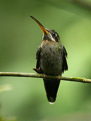 <span class="mw-page-title-main">Band-tailed barbthroat</span> Species of hummingbird
