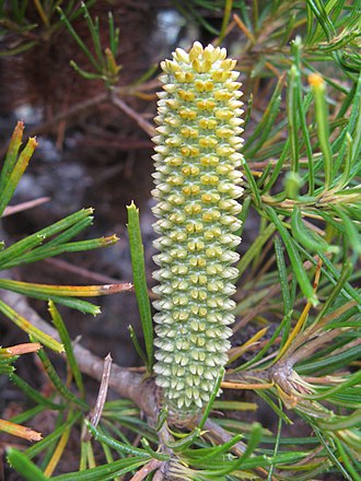 Young Banksia inflorescence showing flower buds developing in pairs Banksia spinulosa 1.jpg