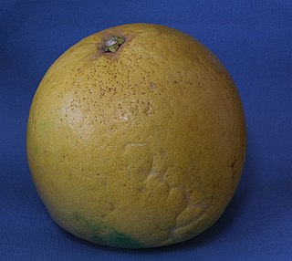 <span class="mw-page-title-main">Banpeiyu</span> Citrus fruit