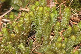 Vaarapykäsammal (Barbilophozia lycopodioides)