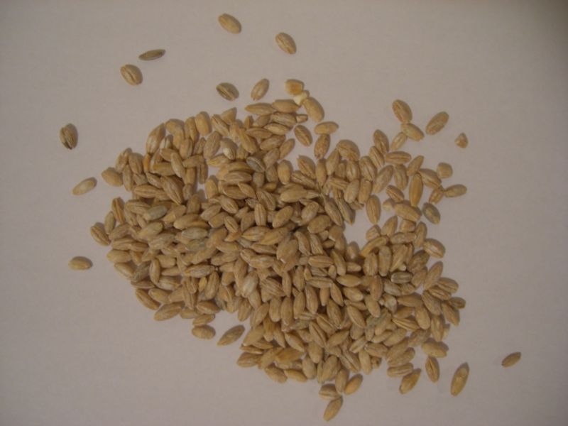 File:Barley.JPG