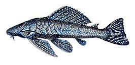 Baryancistrus niveatus