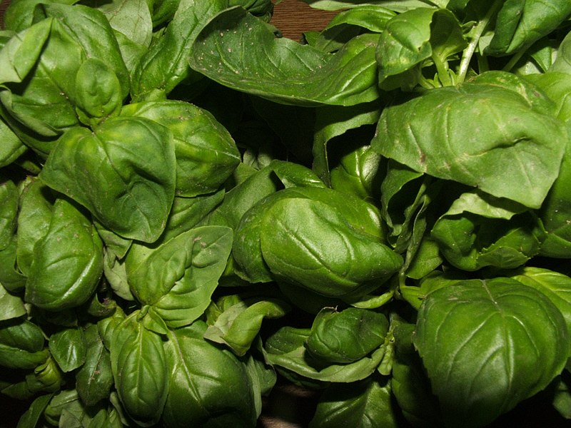 Genovese basil Wikipedia