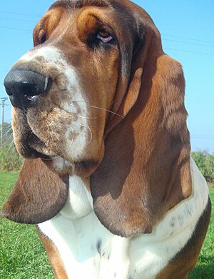 Basset hound portrait.jpg