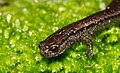 Batrachoseps attenuatus - Kaliforniya nozik salamander.jpg