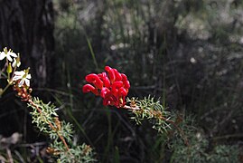 Beelu National Park Grevillea wilsonii bud.jpg