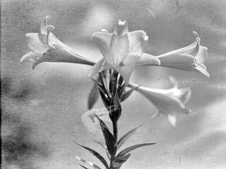 Tập_tin:Bell-shaped_flowers_-_Easter_Lily.jpg