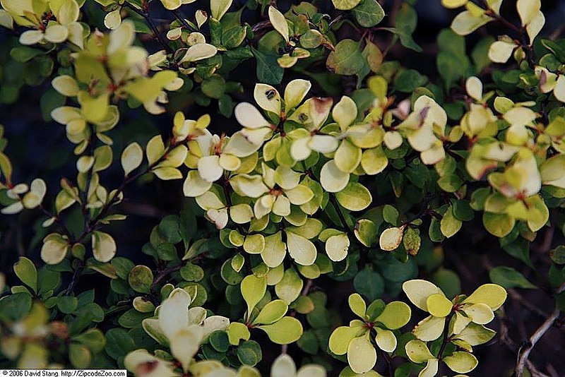 File:Berberis thunbergii Bonanza Gold 1zz.jpg