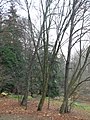 image=https://commons.wikimedia.org/wiki/File:Bergpark_Wilhelmshöhe_-_Baum_134_2020-11-24_a.JPG