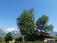 Mountain elm at the Drachllehen.jpg