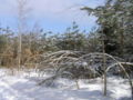 Betula forest and snow 1 beentree.jpg