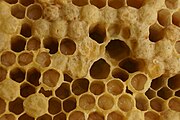 Deutsch: Bienenwaben mit Nachschaffungszellen und Larven English: Honeycomb with larvae