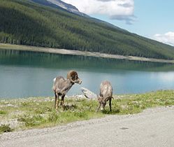 Bighorn Sheep at Medicine Lake