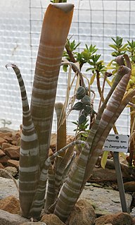 <i>Billbergia kuhlmannii</i> Species of flowering plant