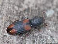 Bitoma crenata (Fabricius, 1775)