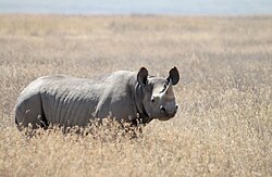 Black Rhino Diceros bicornis.JPG